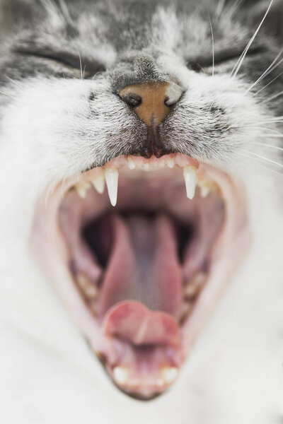 Yawning cat mouth Stock Picture