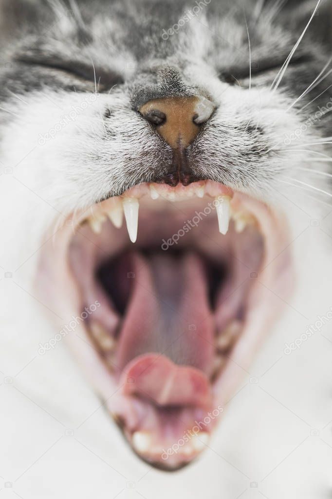 yawning cat mouth