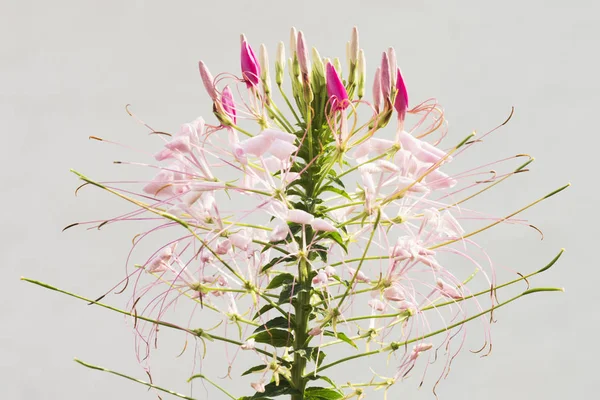 Hermosa flor rosa — Foto de Stock