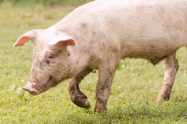 Porco doméstico ambulante — Fotografia de Stock
