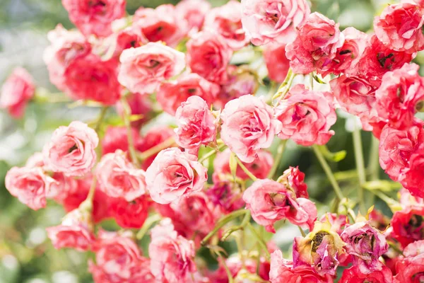빨간 장미 덩굴 — 스톡 사진