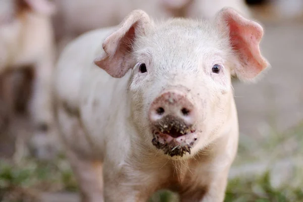 Vuile kleine varken dierlijke portret — Stockfoto