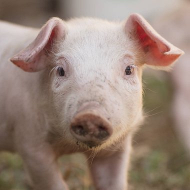 piglet hayvan portresi