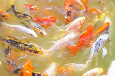 Japon koi sazan balığı