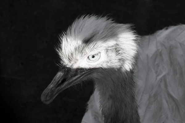 white rhea bird animal portrait