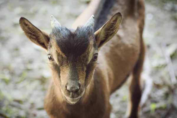 Sevimli kahverengi genç keçi — Stok fotoğraf