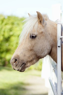 at baş yan görünüm