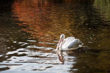 Gölde pelikan