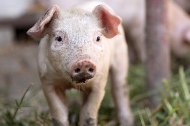piglet hayvan portresi