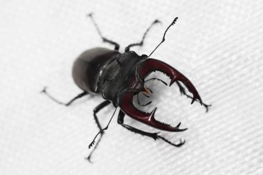 Beyaz arka planda erkek böceğin yakın plan fotoğrafı..