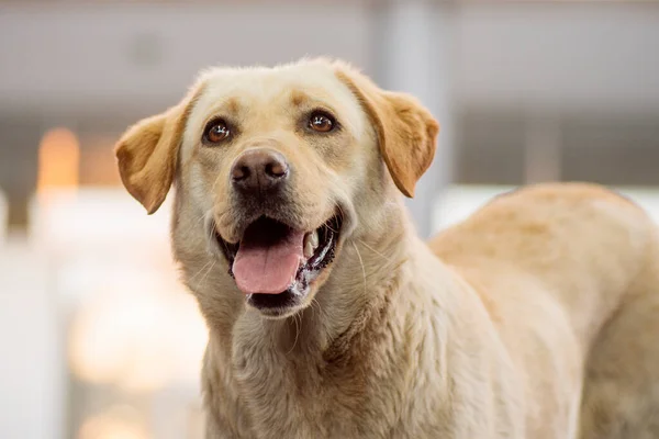 Djurporträtt Vänlig Beige Hund Med Tunga Sällskapsdjur Älskare Koncept — Stockfoto