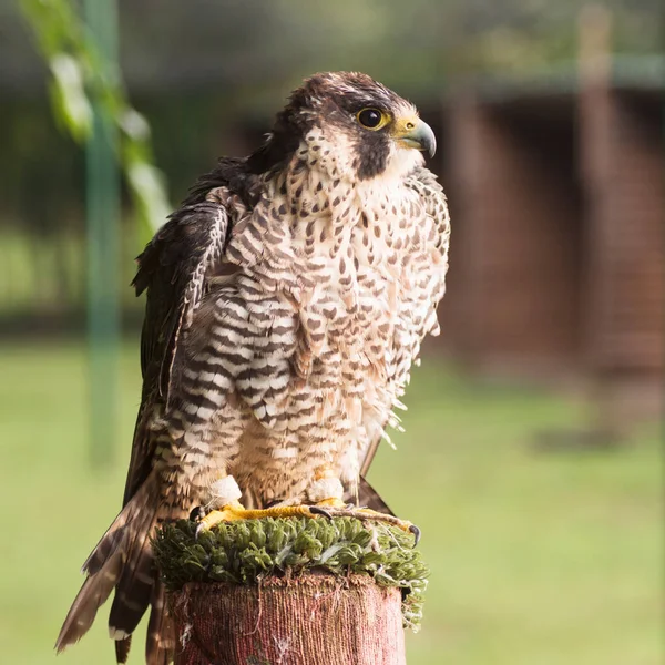 Side view animal portrait of sitting falcon or hawk bird of prey.