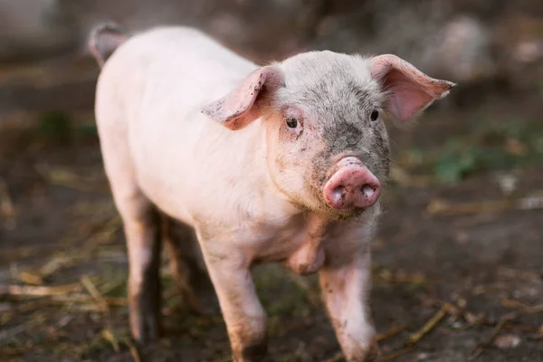 Liten Smutsig Tamgris Står Lerig Jord — Stockfoto