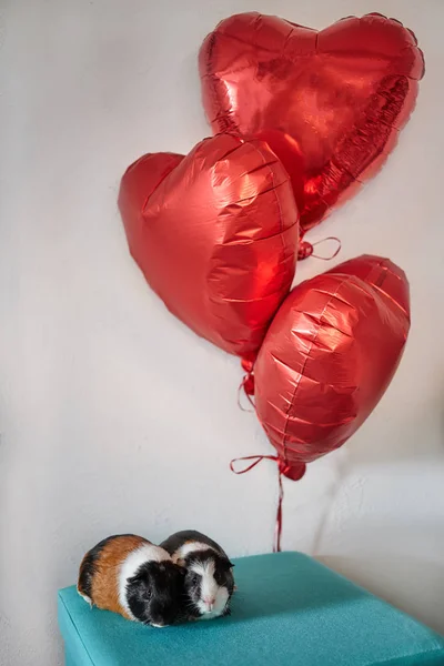 两只可爱可爱的豚鼠爱上了红心气球 — 图库照片