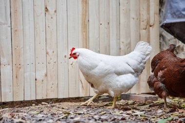Yerli çiftlik tavuk tavuk Paskalya yumurta köyü sıklığı ücretsiz horoz kafes