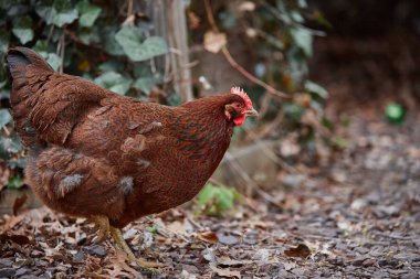 Yerli çiftlik tavuk tavuk Paskalya yumurta köyü sıklığı ücretsiz horoz kafes