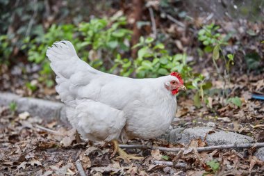 Yerli çiftlik tavuk tavuk Paskalya yumurta köyü sıklığı ücretsiz horoz kafes