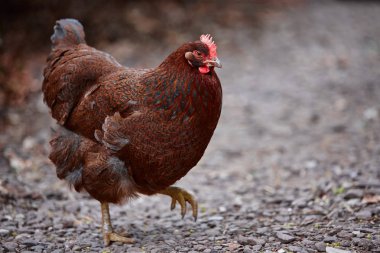 Yerli çiftlik tavuk tavuk Paskalya yumurta köyü sıklığı ücretsiz horoz kafes