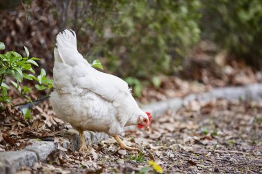 Yerli çiftlik tavuk tavuk Paskalya yumurta köyü sıklığı ücretsiz horoz kafes
