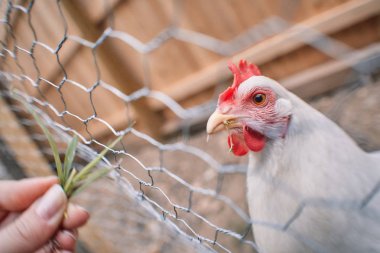 Yerli çiftlik tavuk tavuk Paskalya organik yumurta köyü sıklığı ücretsiz horoz kafes