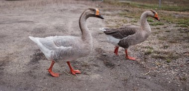 Yaban kazları ve ördekler yüzme yürüyüş insanlarla bir arada olmak