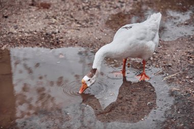 Yaban kazları ve ördekler yüzme yürüyüş insanlarla bir arada olmak
