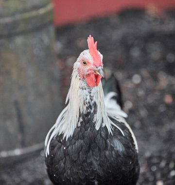 Yerli çiftlik horoz tavuk tavuk Paskalya yumurta köyü horoz kafes ücretsiz
