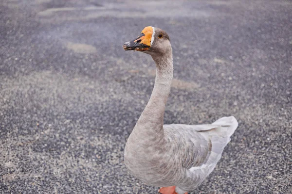 Wild Geese Ducks Coexist People Walking Swimming — Stock Photo, Image