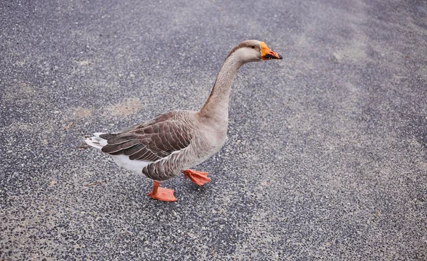 Gansos Salvajes Patos Conviven Con Personas Que Caminan Nadando — Foto de Stock