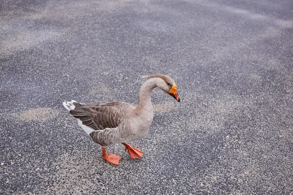 Gansos Selvagens Patos Coexistem Com Pessoas Nadando — Fotografia de Stock