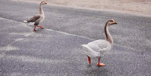 Wild Geese Ducks Coexist People Walking Swimming — Stock Photo, Image