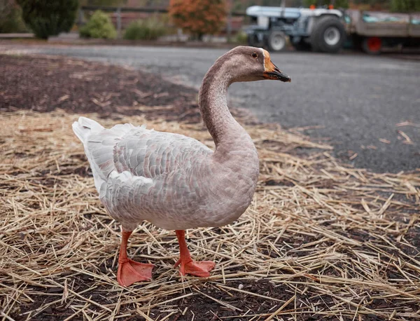 Gansos Selvagens Patos Coexistem Com Pessoas Nadando — Fotografia de Stock