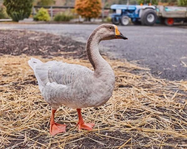 Gansos Selvagens Patos Coexistem Com Pessoas Nadando — Fotografia de Stock