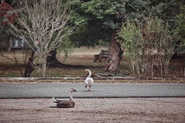 Gansos Selvagens Patos Coexistem Com Pessoas Nadando — Fotografia de Stock