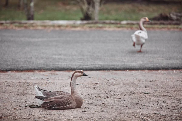 Gansos Selvagens Patos Coexistem Com Pessoas Nadando — Fotografia de Stock