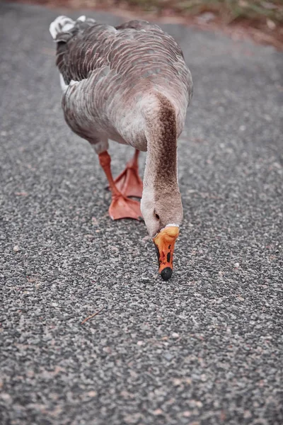 Yaban Kazları Ördekler Yüzme Yürüyüş Insanlarla Bir Arada Olmak — Stok fotoğraf