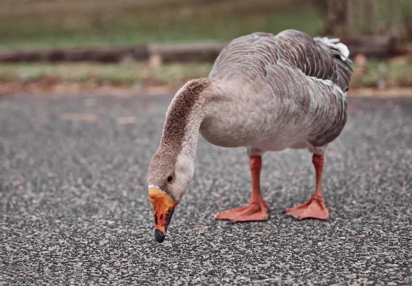 Gansos Salvajes Patos Conviven Con Personas Que Caminan Nadando — Foto de Stock