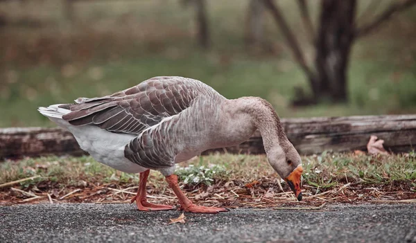 Gansos Selvagens Patos Coexistem Com Pessoas Nadando — Fotografia de Stock