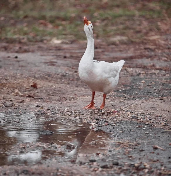 Oies Sauvages Canards Cohabitent Avec Des Personnes Marchant Nage — Photo