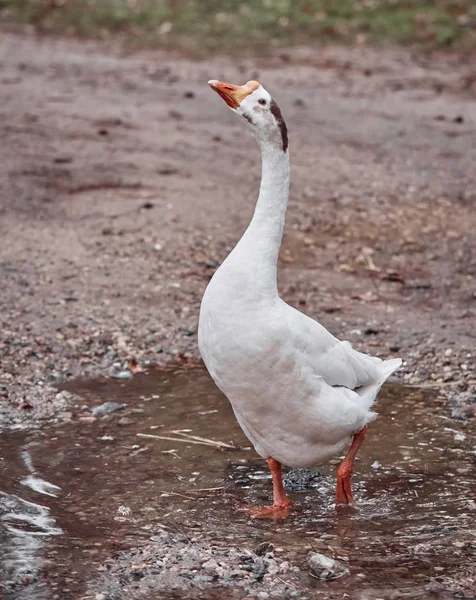 Wildgänse Und Enten Koexistieren Mit Schwimmenden Menschen — Stockfoto