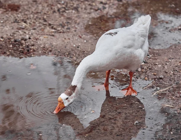 Gansos Salvajes Patos Conviven Con Personas Que Caminan Nadando —  Fotos de Stock
