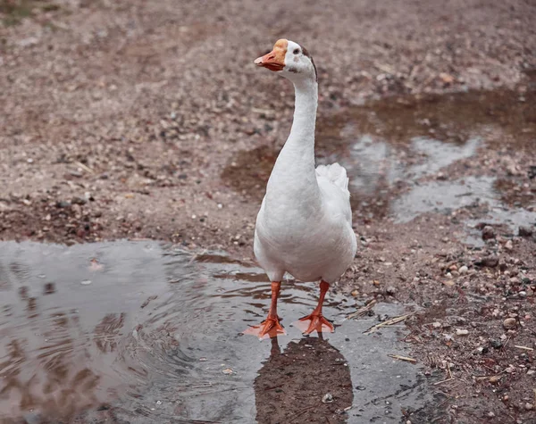 Gansos Selvagens Patos Coexistem Com Pessoas Nadando — Fotografia de Stock