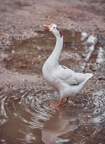 Gansos Salvajes Patos Conviven Con Personas Que Caminan Nadando — Foto de Stock