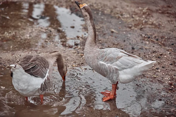 Gansos Selvagens Patos Coexistem Com Pessoas Nadando — Fotografia de Stock