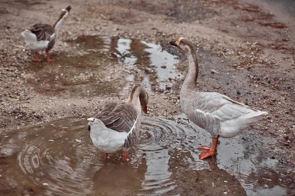 Yaban Kazları Ördekler Yüzme Yürüyüş Insanlarla Bir Arada Olmak — Stok fotoğraf