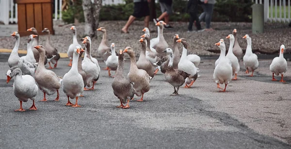 Gansos Selvagens Patos Coexistem Com Pessoas Nadando — Fotografia de Stock