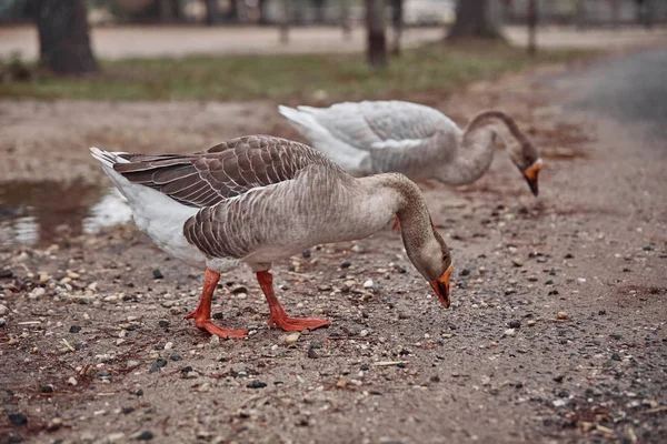 Wild Geese Ducks Coexist People Walking Swimming — Stock Photo, Image