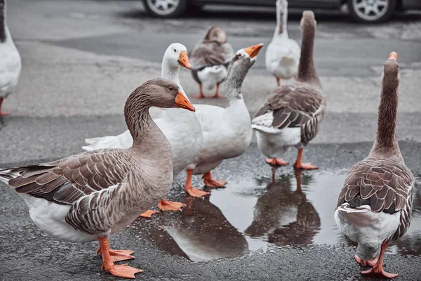 Divoké Husy Kachny Koexistovat Lidí Kteří Jdou Plavání — Stock fotografie