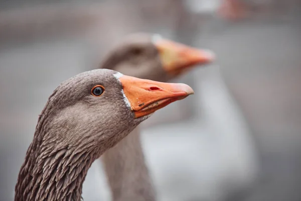 Gansos Selvagens Patos Coexistem Com Pessoas Nadando — Fotografia de Stock