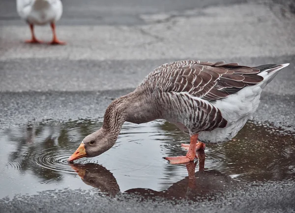 Divoké Husy Kachny Koexistovat Lidí Kteří Jdou Plavání — Stock fotografie